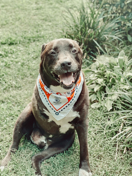 Entry image for Colt. Clicking this image will show a larger photo