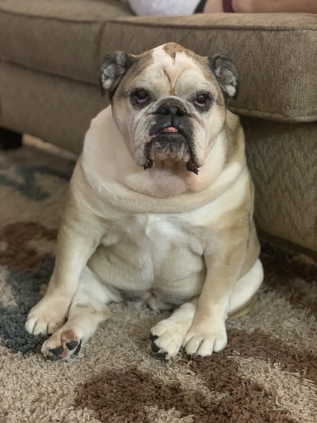 Entry image for Marley . Clicking this image will show a larger photo