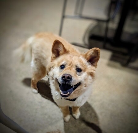 Entry image for Darla. Clicking this image will show a larger photo