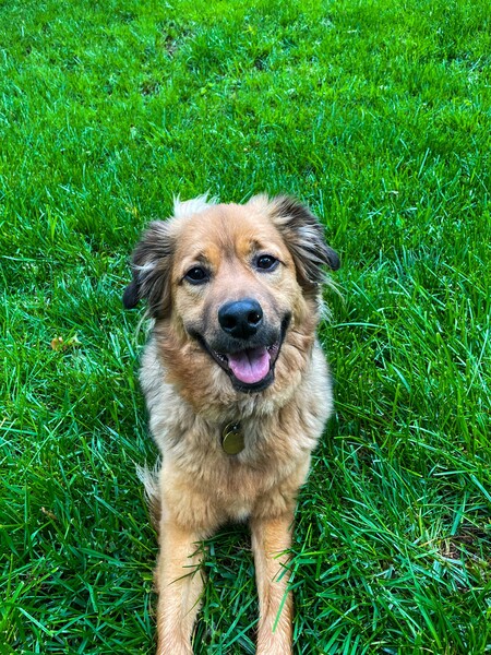 Entry image for Bear. Clicking this image will show a larger photo