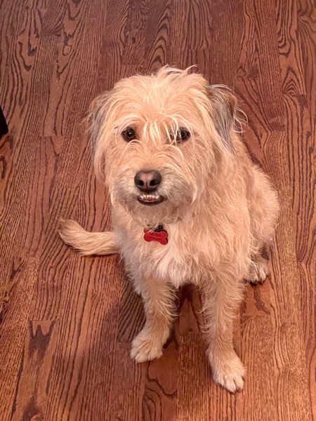 Entry image for Ruby. Clicking this image will show a larger photo