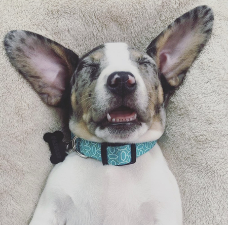 Entry image for Paisley . Clicking this image will show a larger photo