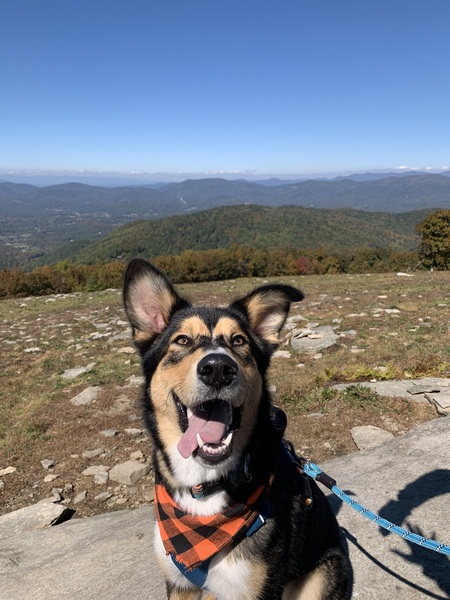 Entry image for Lando. Clicking this image will show a larger photo