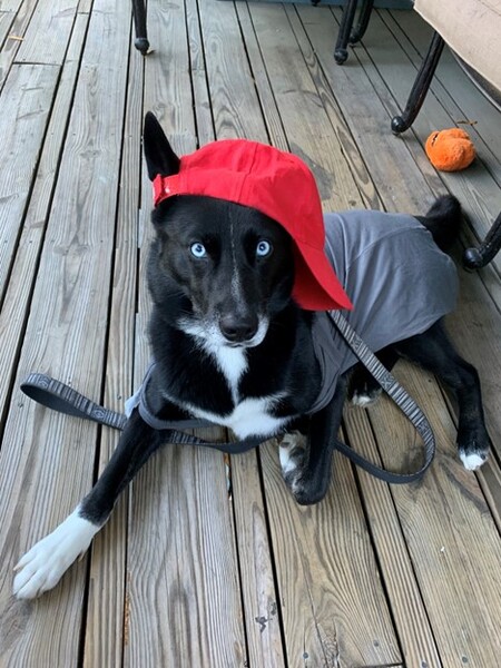 Entry image for Niko. Clicking this image will show a larger photo