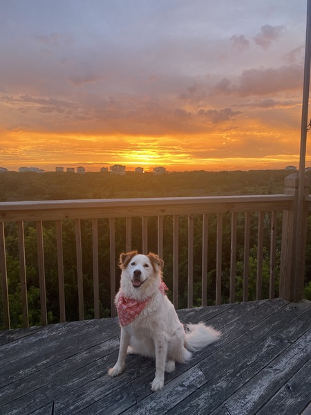 Entry image for Mia. Clicking this image will show a larger photo