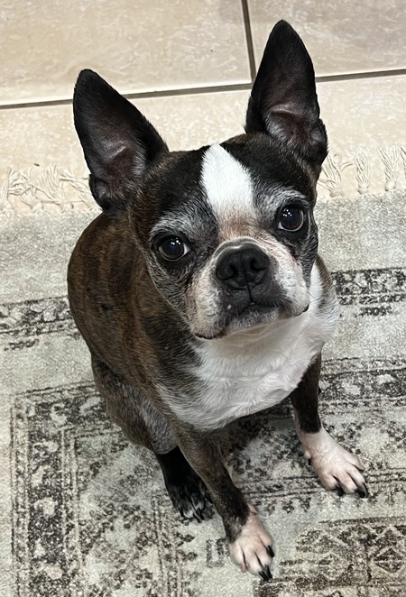 Entry image for Muggsy Bogues. Clicking this image will show a larger photo