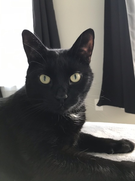 Entry image for Loki. Clicking this image will show a larger photo