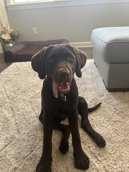 Entry image for Charlie. Clicking this image will show a larger photo