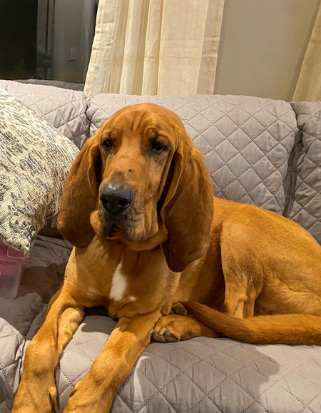 Entry image for Jasper. Clicking this image will show a larger photo