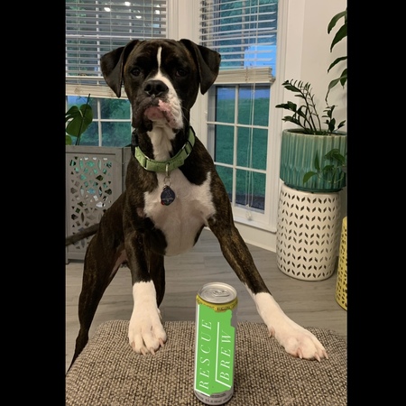 Entry image for Bruno . Clicking this image will show a larger photo