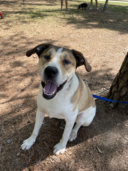 Entry image for Oliver. Clicking this image will show a larger photo