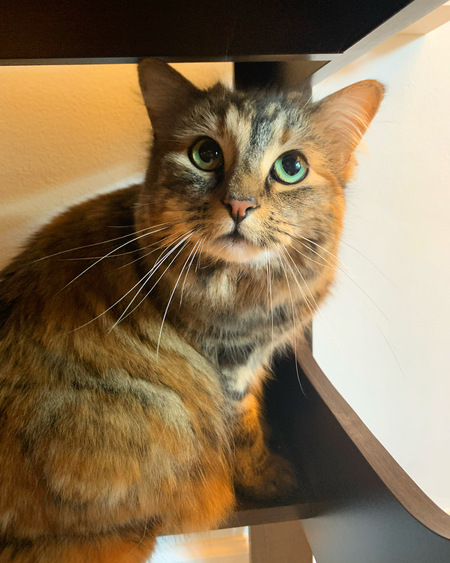 Entry image for Marlowe. Clicking this image will show a larger photo