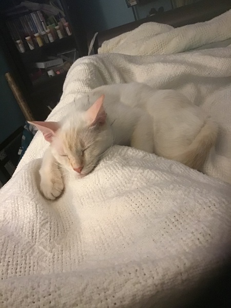 Entry image for Tab. Clicking this image will show a larger photo