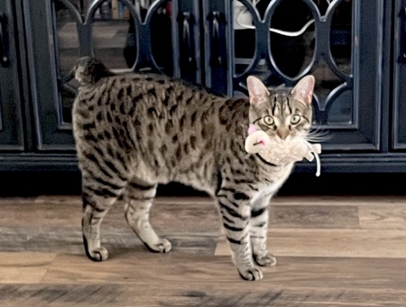 Entry image for Oliver. Clicking this image will show a larger photo