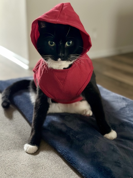 Entry image for Neil. Clicking this image will show a larger photo