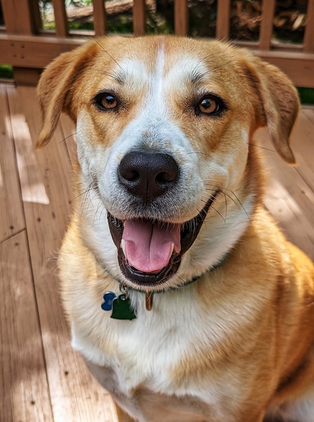 Entry image for Barley. Clicking this image will show a larger photo