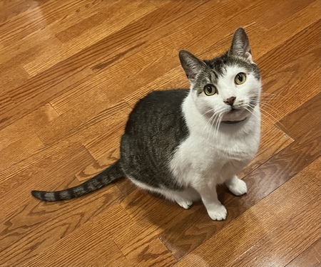 Entry image for Pierre. Clicking this image will show a larger photo