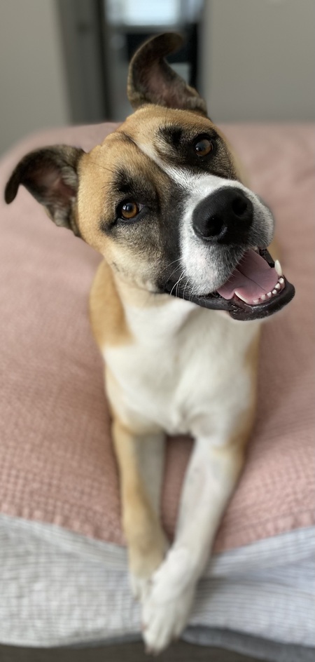 Entry image for Hemingway . Clicking this image will show a larger photo