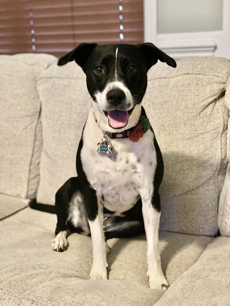 Entry image for Cassie. Clicking this image will show a larger photo