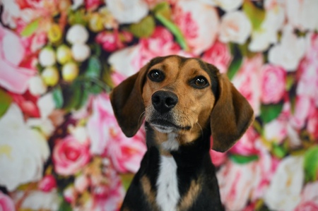 Entry image for Gracie Lou Freebush. Clicking this image will show a larger photo