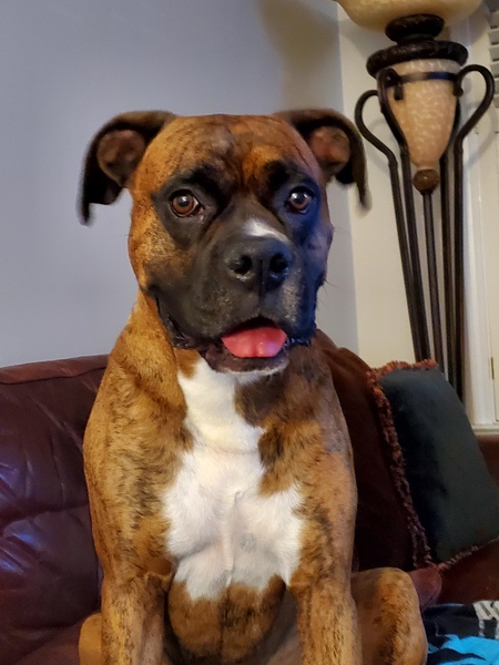 Entry image for Ruger . Clicking this image will show a larger photo