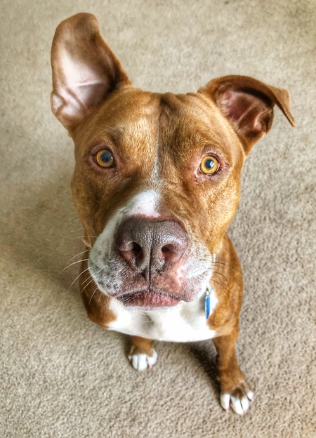 Entry image for Big Aengus. Clicking this image will show a larger photo