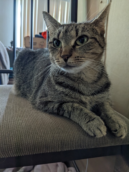 Entry image for Iris. Clicking this image will show a larger photo