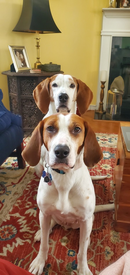 Entry image for Scout. Clicking this image will show a larger photo