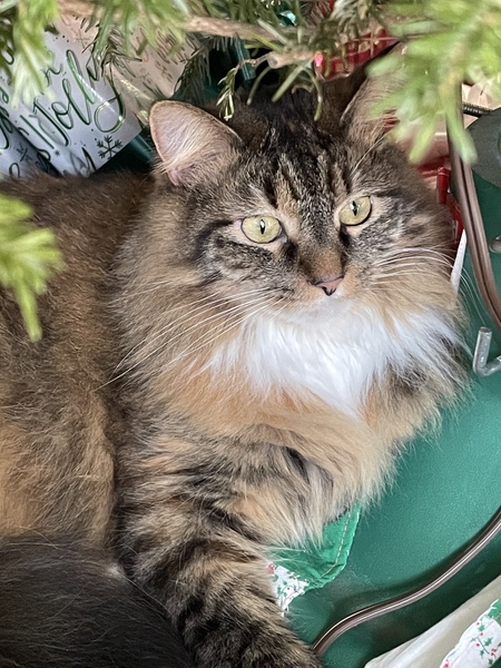 Entry image for Callie . Clicking this image will show a larger photo