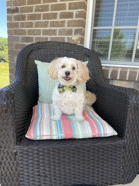 Entry image for Cooper. Clicking this image will show a larger photo