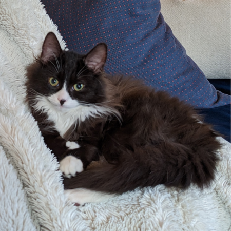 Entry image for Pickles. Clicking this image will show a larger photo