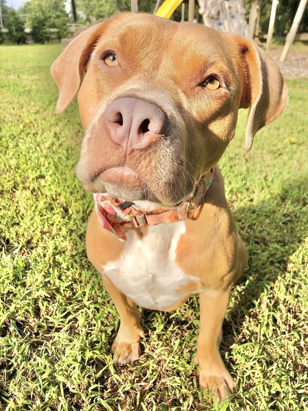 Entry image for Phoenix Ray. Clicking this image will show a larger photo