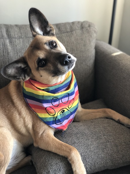 Entry image for Chickens. Clicking this image will show a larger photo