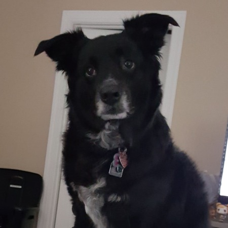 Entry image for Bailey. Clicking this image will show a larger photo