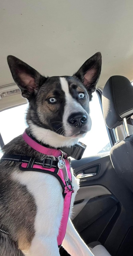 Entry image for Mocha. Clicking this image will show a larger photo