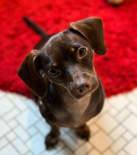 Entry image for Brandy. Clicking this image will show a larger photo