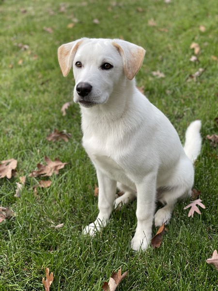 Entry image for Remy. Clicking this image will show a larger photo