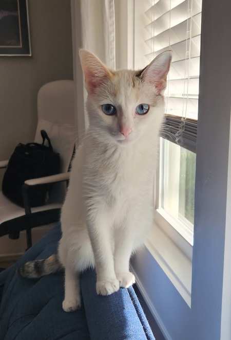 Entry image for Maple. Clicking this image will show a larger photo