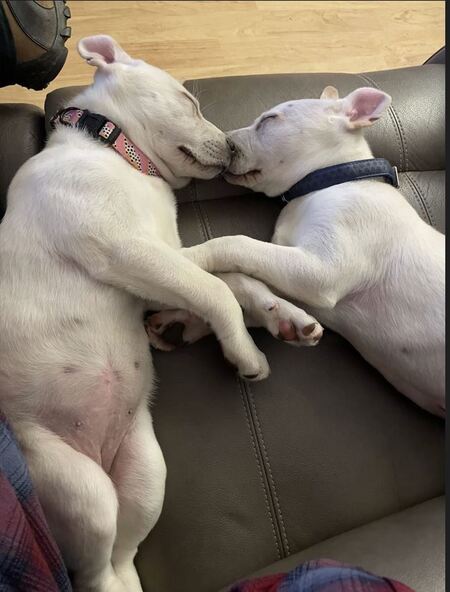 Entry image for Leo and Luna. Clicking this image will show a larger photo