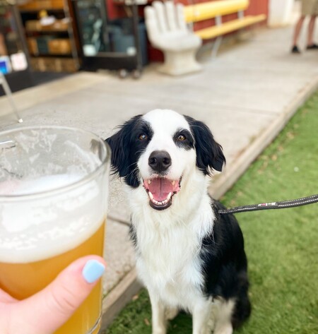 Entry image for Milo. Clicking this image will show a larger photo