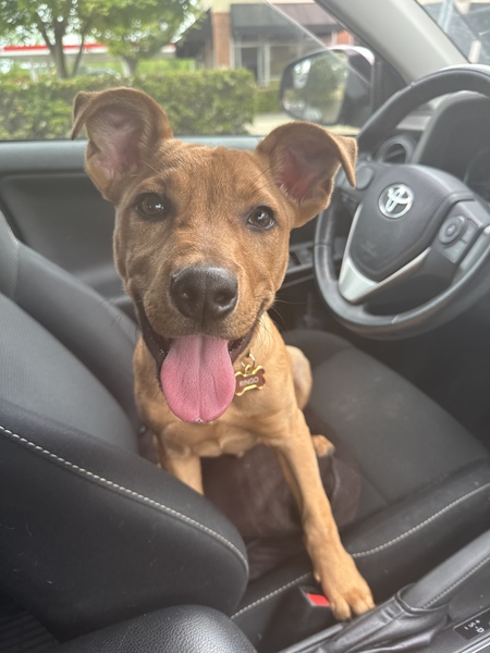 Entry image for Ringo. Clicking this image will show a larger photo