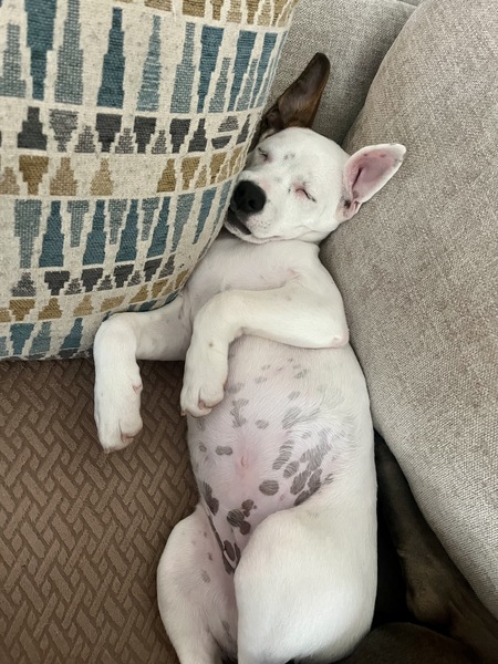 Entry image for Hopper . Clicking this image will show a larger photo