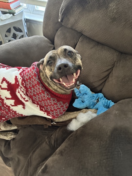 Entry image for Rebel. Clicking this image will show a larger photo