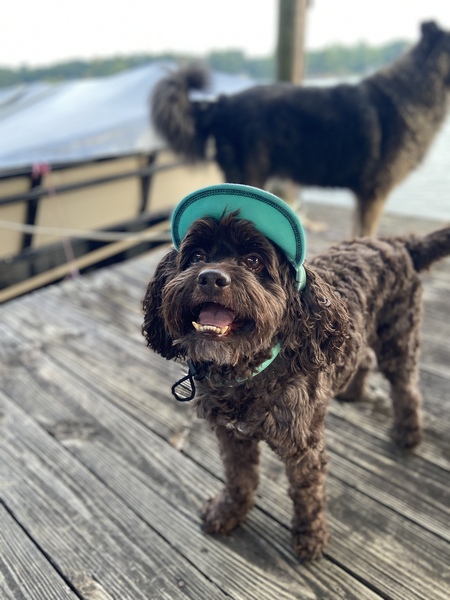 Entry image for Koda. Clicking this image will show a larger photo