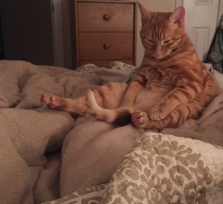 Entry image for Phoenix. Clicking this image will show a larger photo