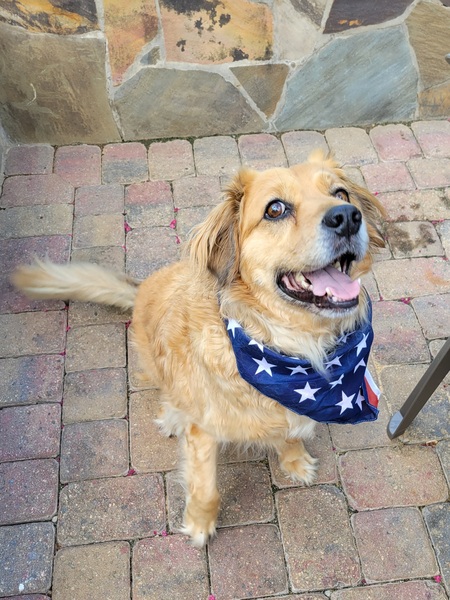 Entry image for Scout. Clicking this image will show a larger photo