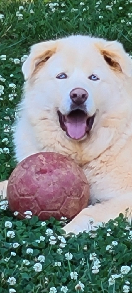 Entry image for King. Clicking this image will show a larger photo