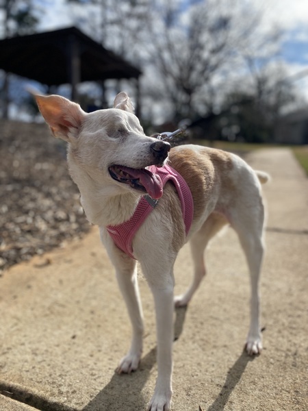 Entry image for Sadie . Clicking this image will show a larger photo