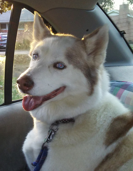 Entry image for Zuki. Clicking this image will show a larger photo