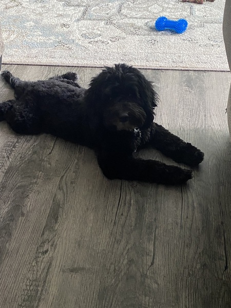 Entry image for Max. Clicking this image will show a larger photo